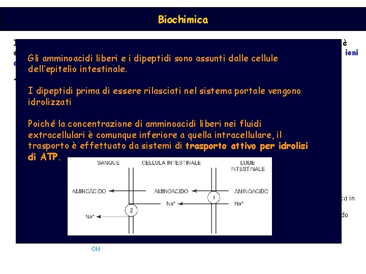 Biochimica I peptidi sono ulteriormente scissi dall’azione di proteasi pancreatiche: il loro rilascio è