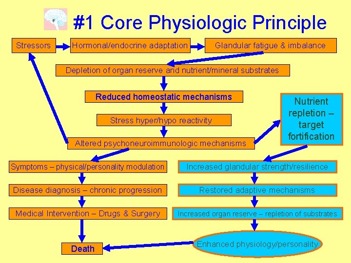 #1 Core Physiologic Principle Stressors Hormonal/endocrine adaptation Glandular fatigue & imbalance Depletion of organ