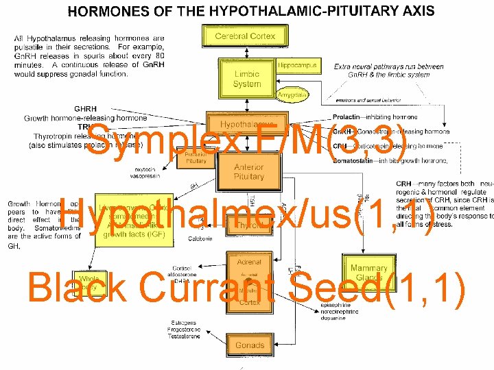 Symplex F/M(3, 3) Hypothalmex/us(1, 1) Black Currant Seed(1, 1) 16 