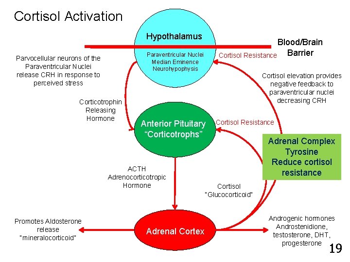 Cortisol Activation Hypothalamus Paraventricular Nuclei Median Eminence Neurohypophysis Parvocellular neurons of the Paraventricular Nuclei