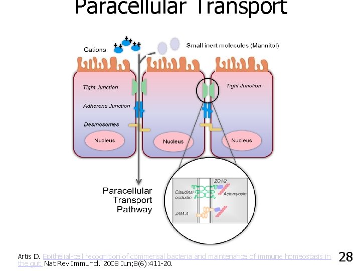 Paracellular Transport Artis D. Epithelial-cell recognition of commensal bacteria and maintenance of immune homeostasis