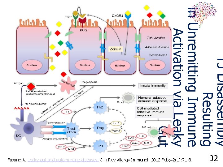 TJ Disassembly Resulting in Unremitting Immune Activation via Leaky Gut Fasano A. Leaky gut