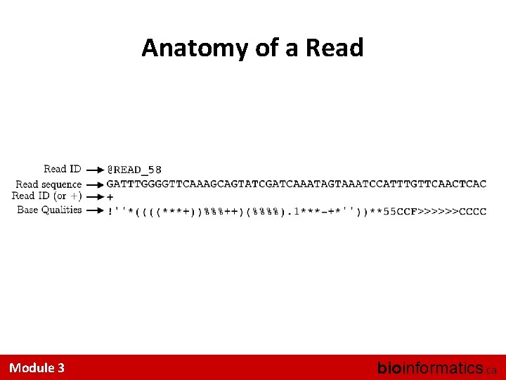 Anatomy of a Read Module 3 bioinformatics. ca 