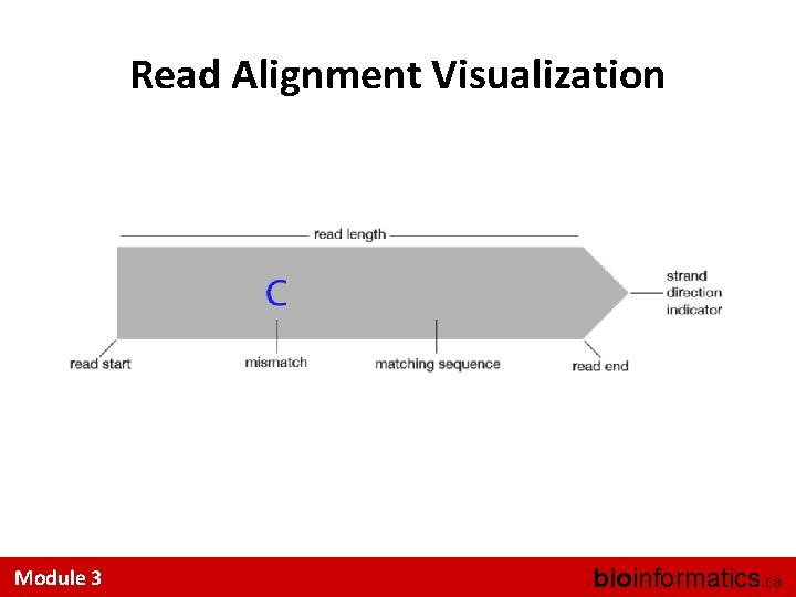 Read Alignment Visualization Module 3 bioinformatics. ca 