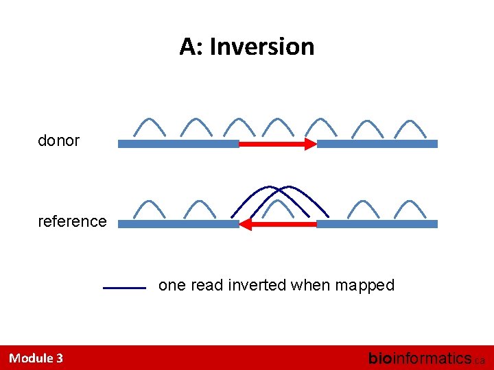 A: Inversion donor reference one read inverted when mapped Module 3 bioinformatics. ca 