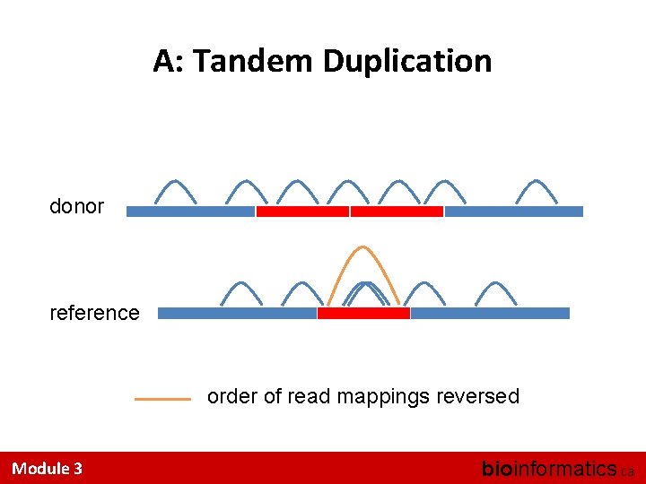 A: Tandem Duplication donor reference order of read mappings reversed Module 3 bioinformatics. ca