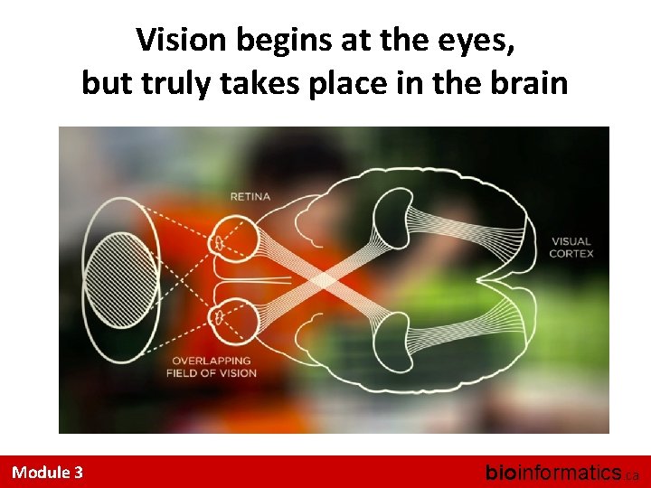 Vision begins at the eyes, but truly takes place in the brain Module 3