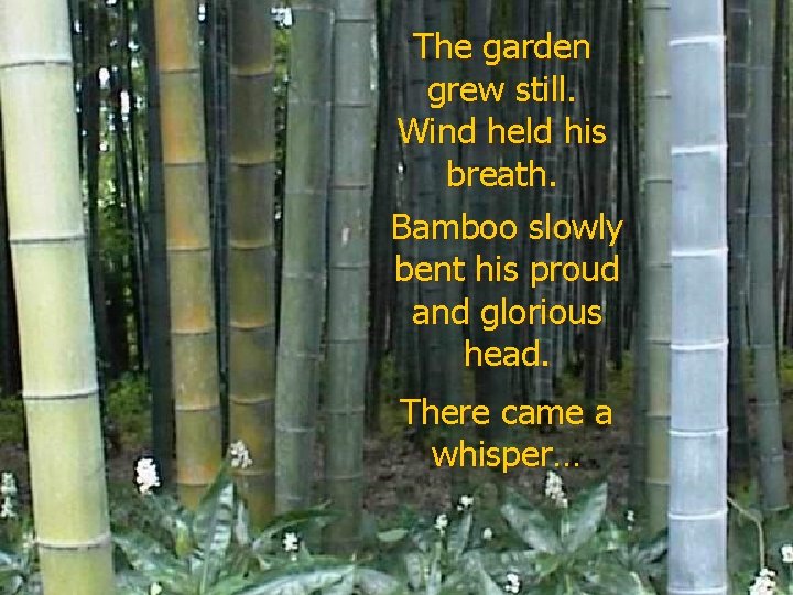 The garden grew still. Wind held his breath. Bamboo slowly bent his proud and