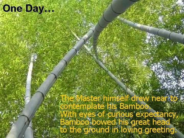 One Day… The Master himself drew near to contemplate his Bamboo. With eyes of