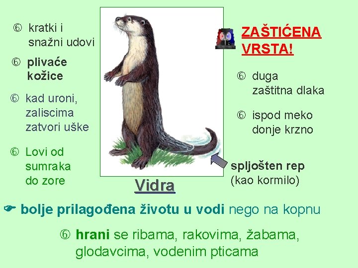  kratki i snažni udovi ZAŠTIĆENA VRSTA! plivaće kožice duga zaštitna dlaka kad uroni,