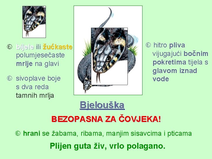  hitro pliva vijugajući bočnim pokretima tijela s glavom iznad vode bijele ili žućkaste