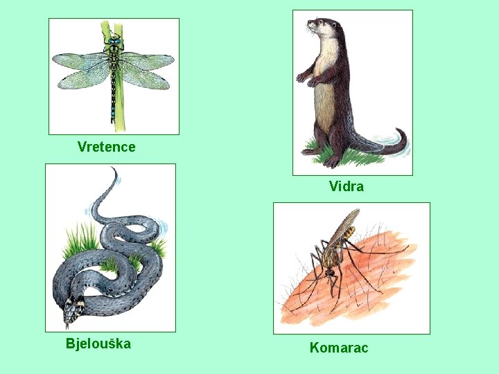 Vretence Vidra Bjelouška Komarac 