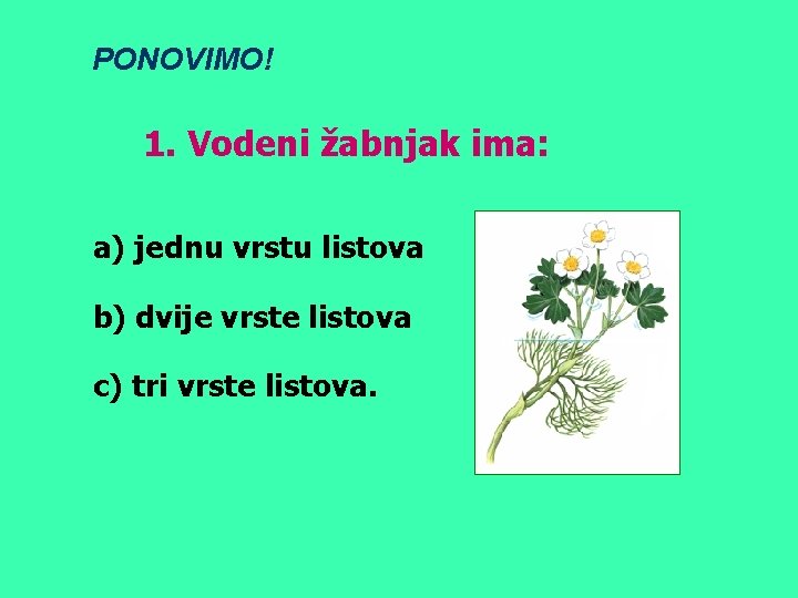 PONOVIMO! 1. Vodeni žabnjak ima: a) jednu vrstu listova b) dvije vrste listova c)