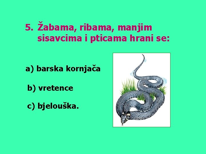 5. Žabama, ribama, manjim sisavcima i pticama hrani se: a) barska kornjača b) vretence