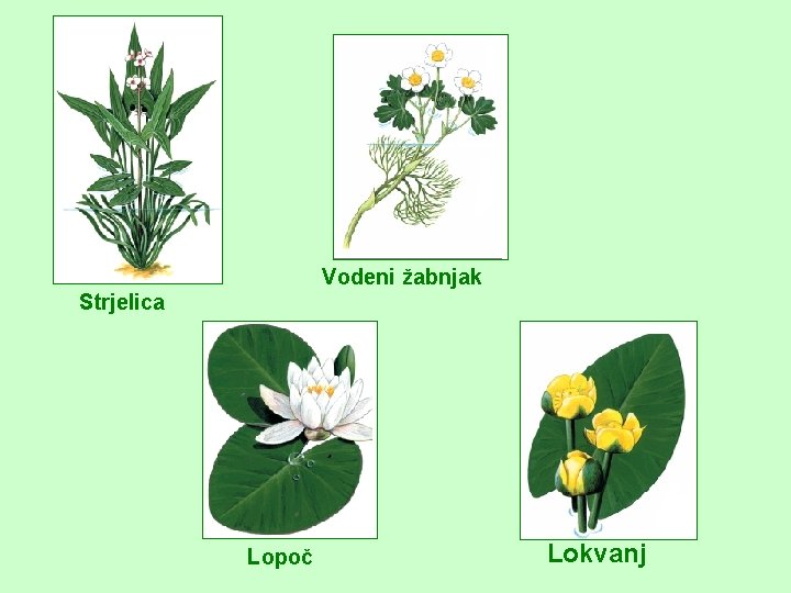 Vodeni žabnjak Strjelica Lopoč Lokvanj 