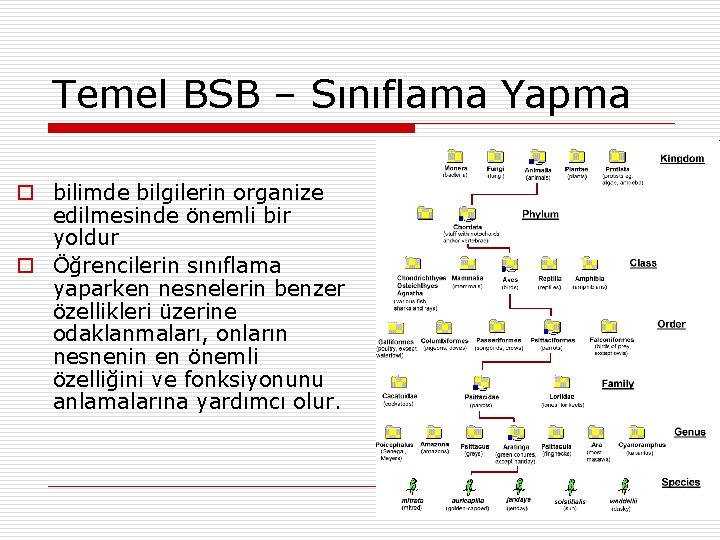 Temel BSB – Sınıflama Yapma o bilimde bilgilerin organize edilmesinde önemli bir yoldur o