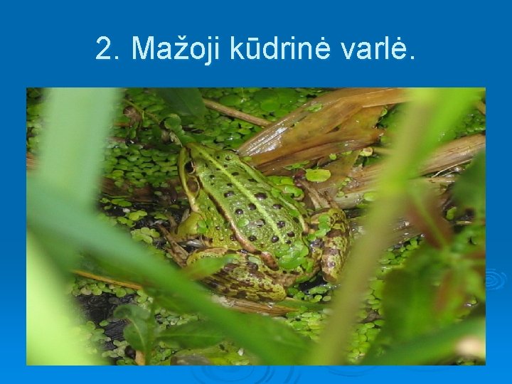 2. Mažoji kūdrinė varlė. 