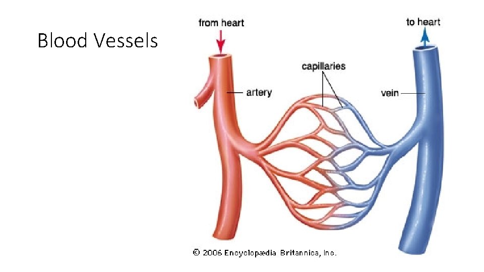 Blood Vessels 