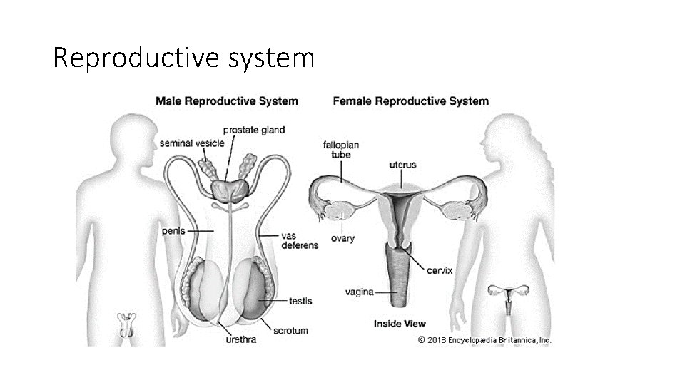 Reproductive system 
