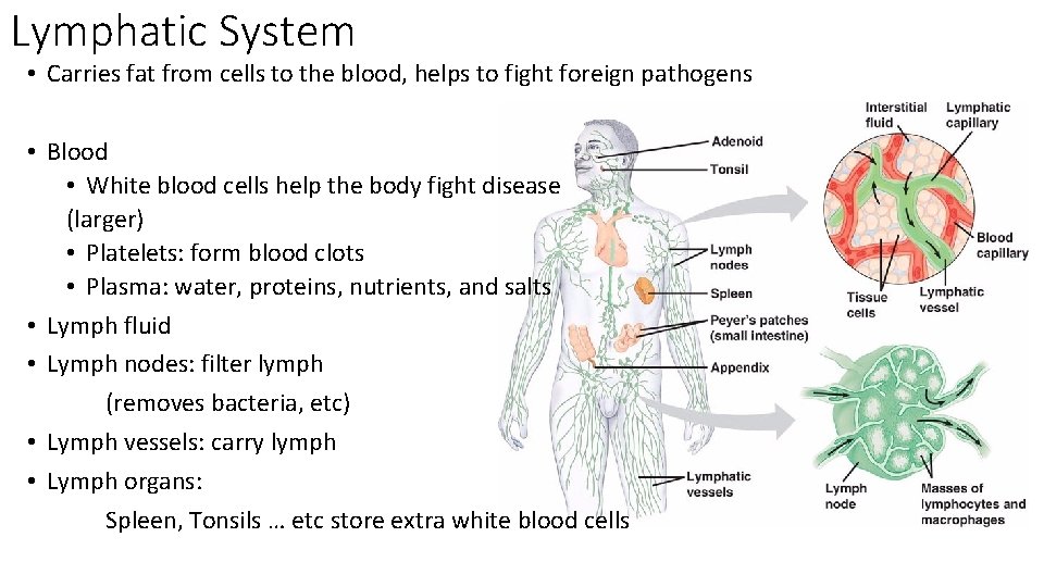 Lymphatic System • Carries fat from cells to the blood, helps to fight foreign