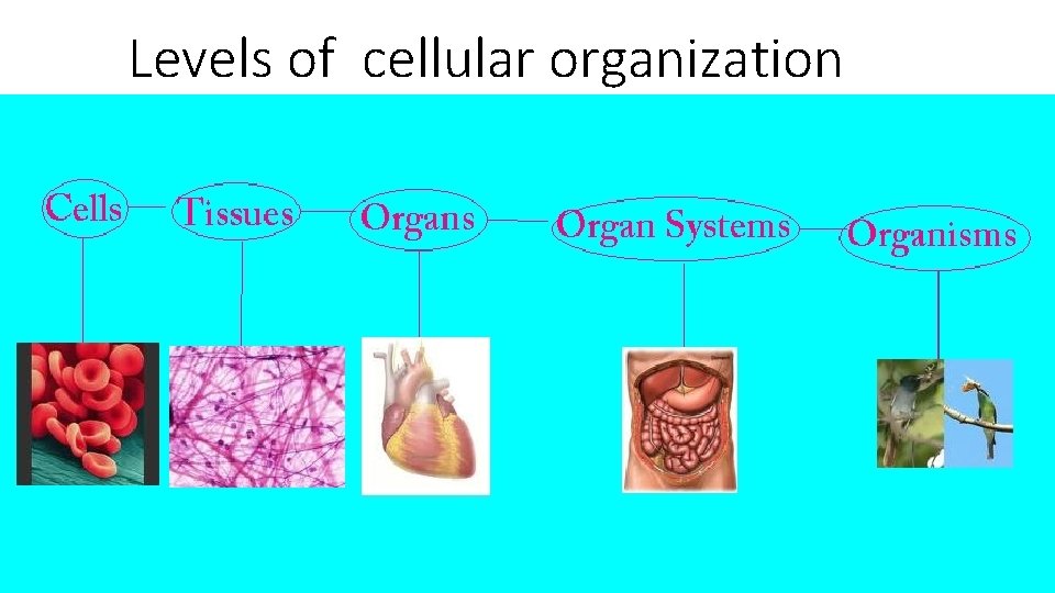 Levels of cellular organization 