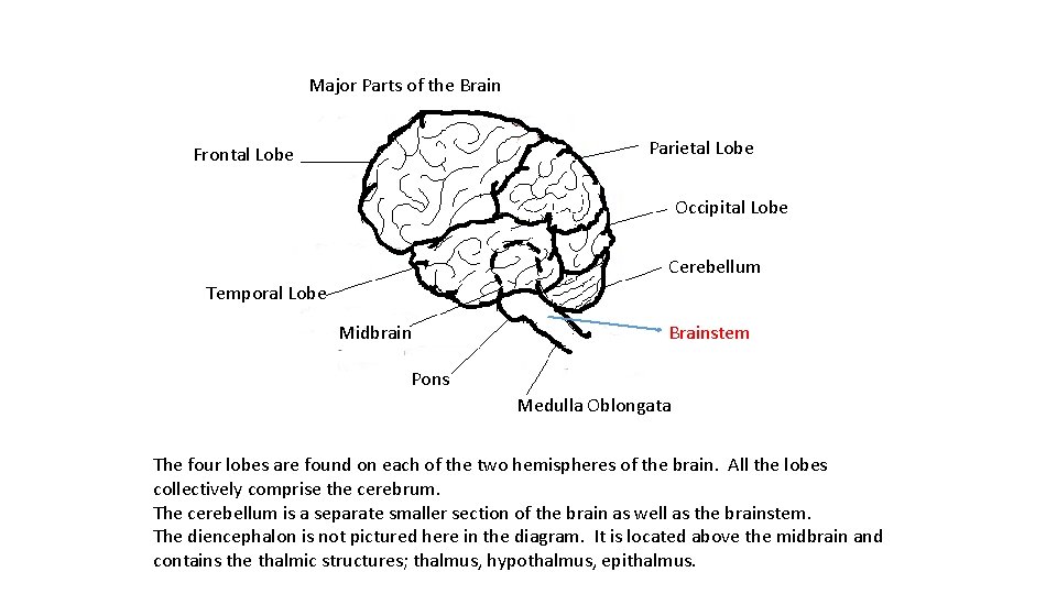 Major Parts of the Brain Parietal Lobe Frontal Lobe Occipital Lobe Cerebellum Temporal Lobe
