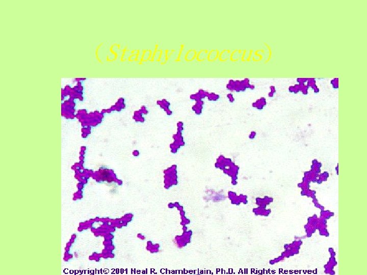 (Staphylococcus) 