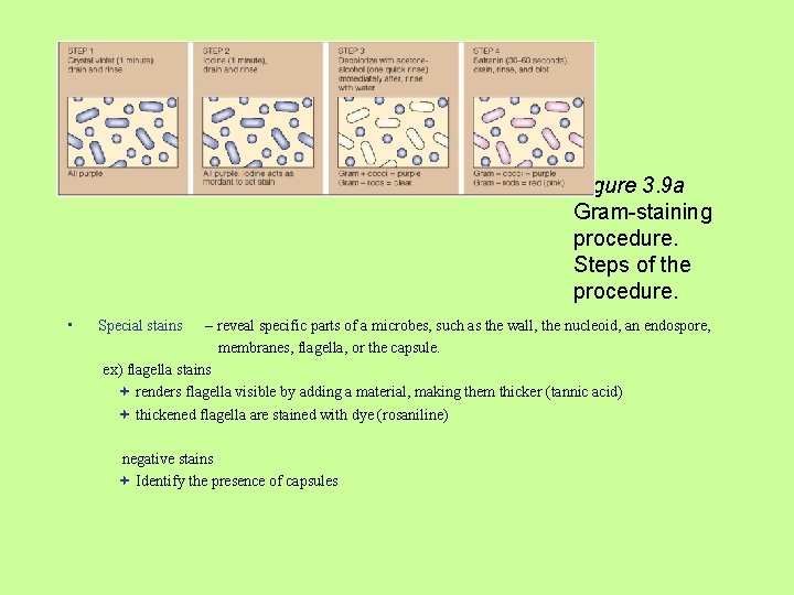 Figure 3. 9 a Gram-staining procedure. Steps of the procedure. • Special stains –