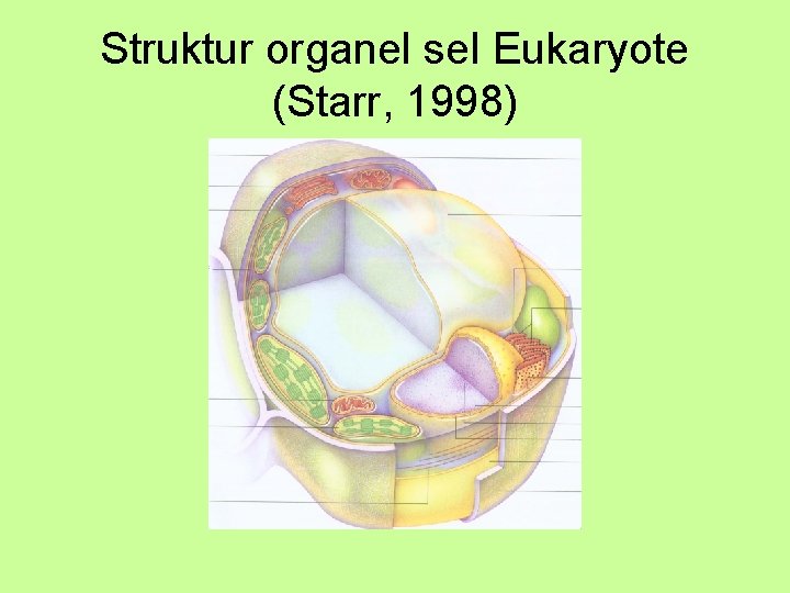 Struktur organel sel Eukaryote (Starr, 1998) 