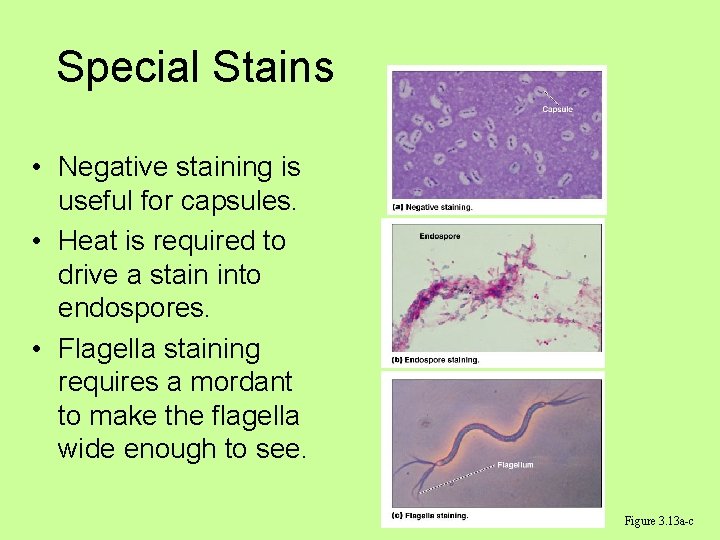 Special Stains • Negative staining is useful for capsules. • Heat is required to