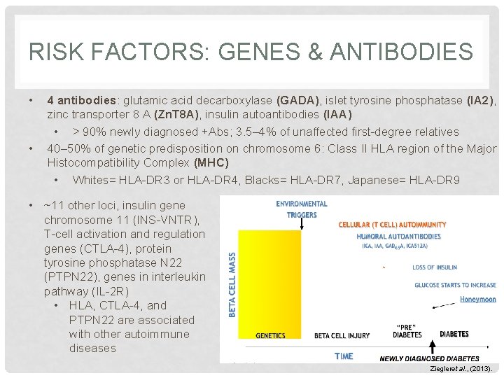 RISK FACTORS: GENES & ANTIBODIES • • 4 antibodies: glutamic acid decarboxylase (GADA), islet