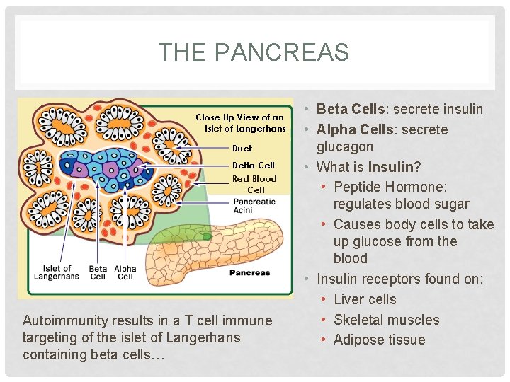 THE PANCREAS Autoimmunity results in a T cell immune targeting of the islet of