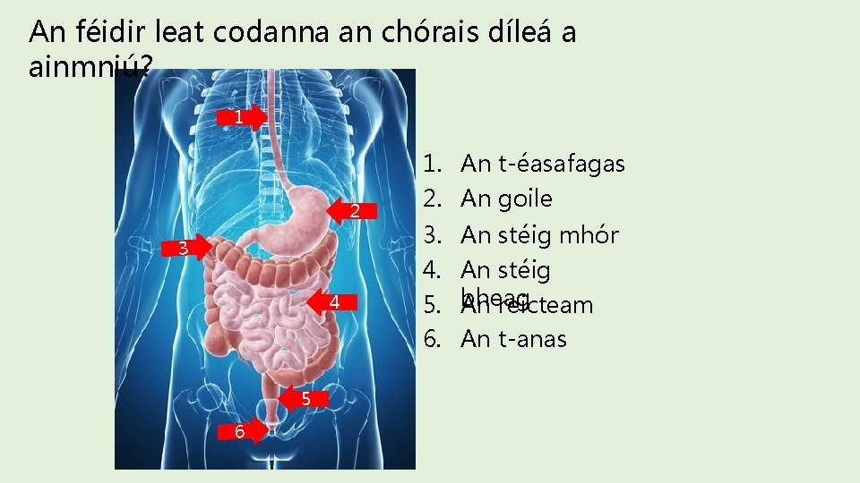 An féidir leat codanna an chórais díleá a ainmniú? 1 2 3 4 5