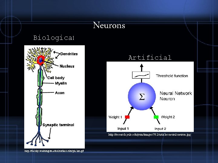 Biological Neurons Artificial http: //research. yale. edu/ysm/images/78. 2/articles-neural-neuron. jpg http: //faculty. washington. edu/chudler/color/pic 1 Biological Neurons Artificial http: //research. yale. edu/ysm/images/78. 2/articles-neural-neuron. jpg http: //faculty. washington. edu/chudler/color/pic 1
