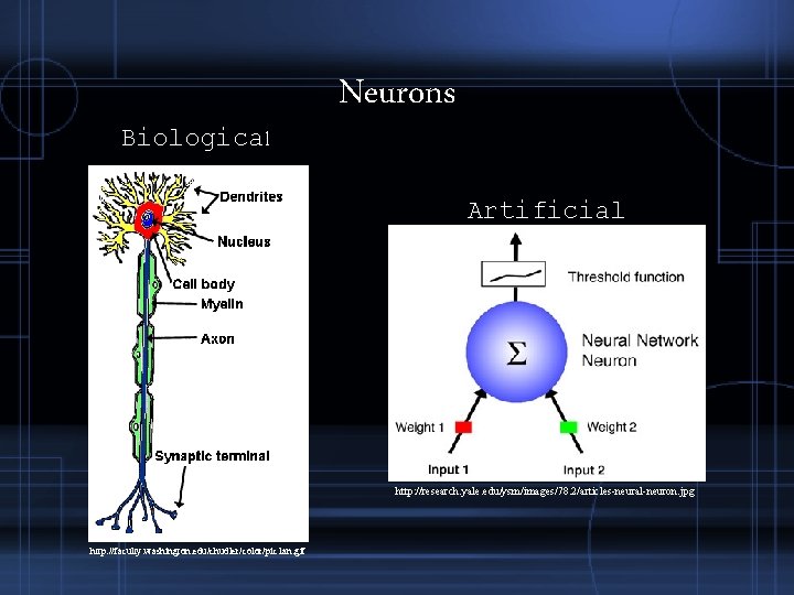 Biological Neurons Artificial http: //research. yale. edu/ysm/images/78. 2/articles-neural-neuron. jpg http: //faculty. washington. edu/chudler/color/pic 1