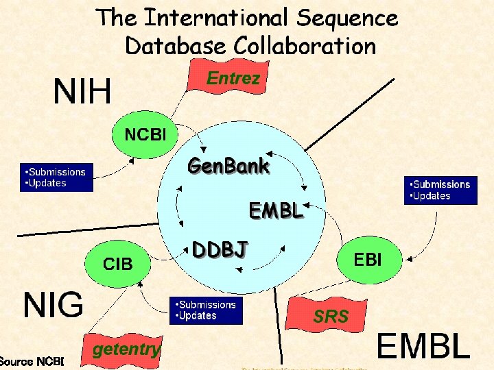 Source NCBI 