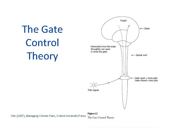 The Gate Control Theory Otis (2007), Managing Chronic Pain, Oxford University Press. 