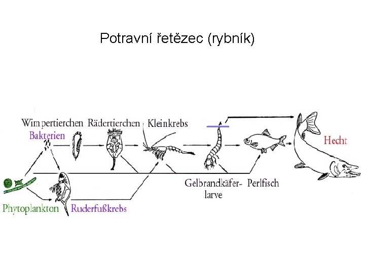 Potravní řetězec (rybník) 