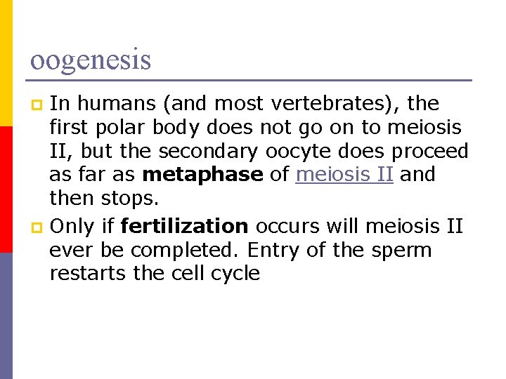 oogenesis In humans (and most vertebrates), the first polar body does not go on