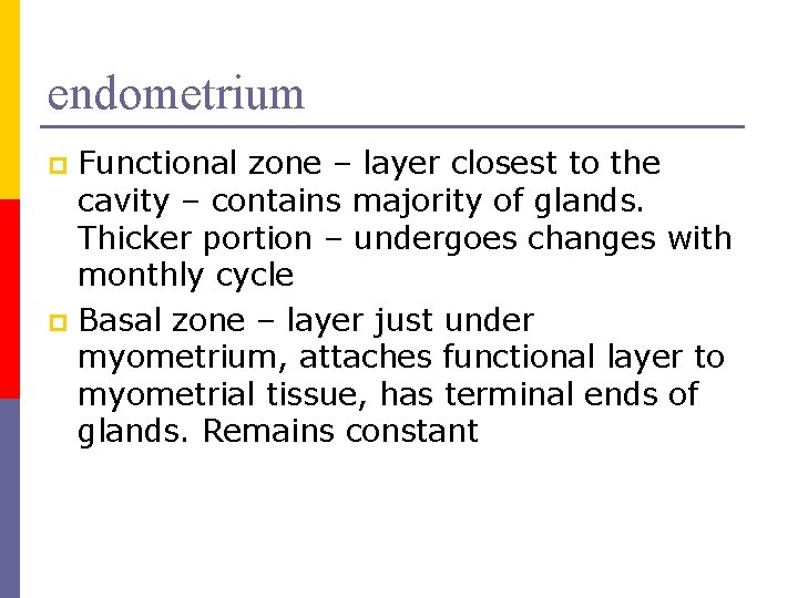 endometrium Functional zone – layer closest to the cavity – contains majority of glands.