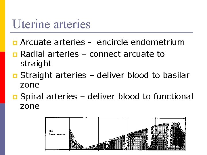Uterine arteries Arcuate arteries - encircle endometrium p Radial arteries – connect arcuate to