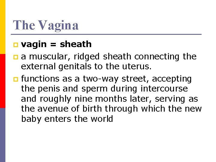 The Vagina vagin = sheath p a muscular, ridged sheath connecting the external genitals