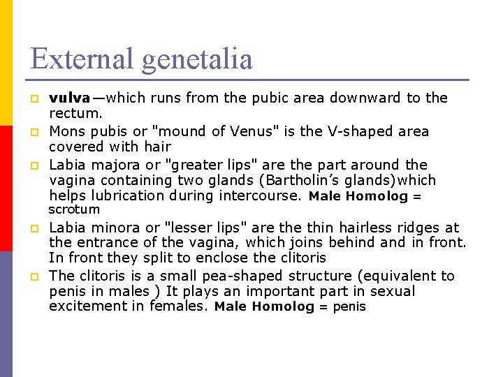 External genetalia p p p vulva—which runs from the pubic area downward to the