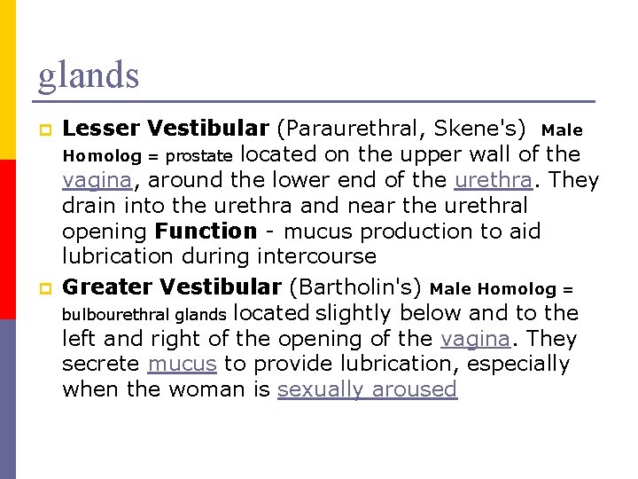 glands p p Lesser Vestibular (Paraurethral, Skene's) Male Homolog = prostate located on the