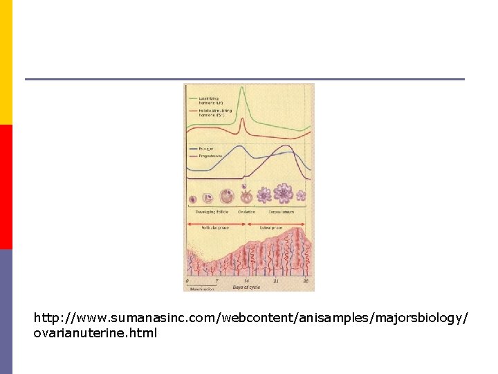 http: //www. sumanasinc. com/webcontent/anisamples/majorsbiology/ ovarianuterine. html 
