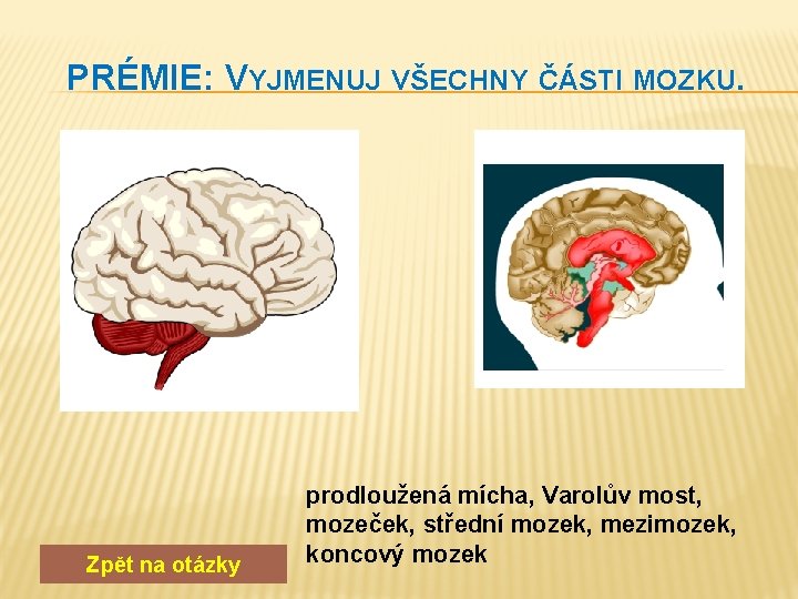 PRÉMIE: VYJMENUJ VŠECHNY ČÁSTI MOZKU. Zpět na otázky prodloužená mícha, Varolův most, mozeček, střední