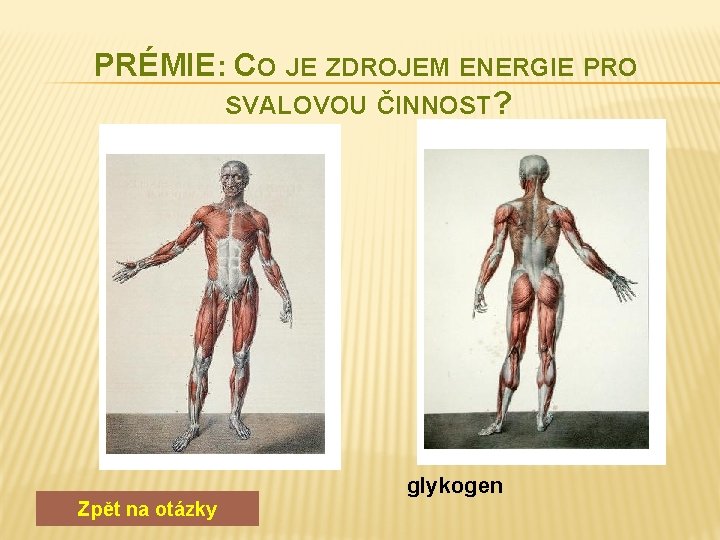 PRÉMIE: CO JE ZDROJEM ENERGIE PRO SVALOVOU ČINNOST? Zpět na otázky glykogen 