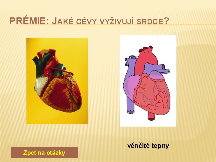 PRÉMIE: JAKÉ CÉVY VYŽIVUJÍ SRDCE? Zpět na otázky věnčité tepny 