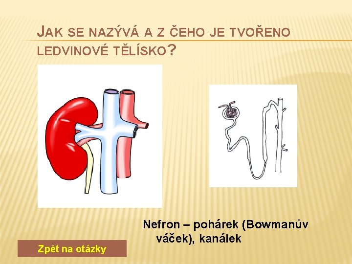 JAK SE NAZÝVÁ A Z ČEHO JE TVOŘENO LEDVINOVÉ TĚLÍSKO? Zpět na otázky Nefron