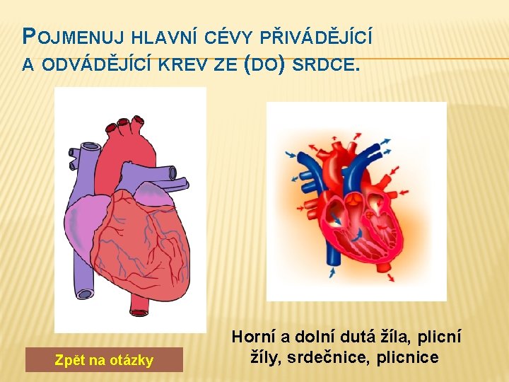 POJMENUJ HLAVNÍ CÉVY PŘIVÁDĚJÍCÍ A ODVÁDĚJÍCÍ KREV ZE (DO) SRDCE. Zpět na otázky Horní